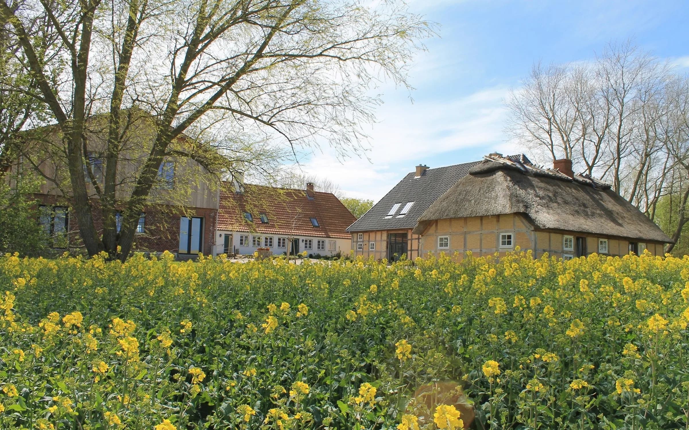 Ostseehof Langfeld mit Reetdachhaus hinter einem Rapsfeld